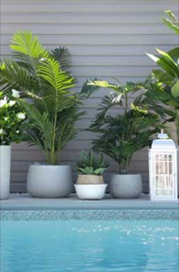 Faux succulents and palm plants from Seaway Pools