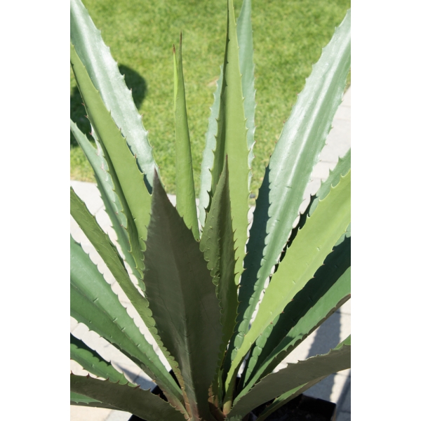 agave artificial plant planter