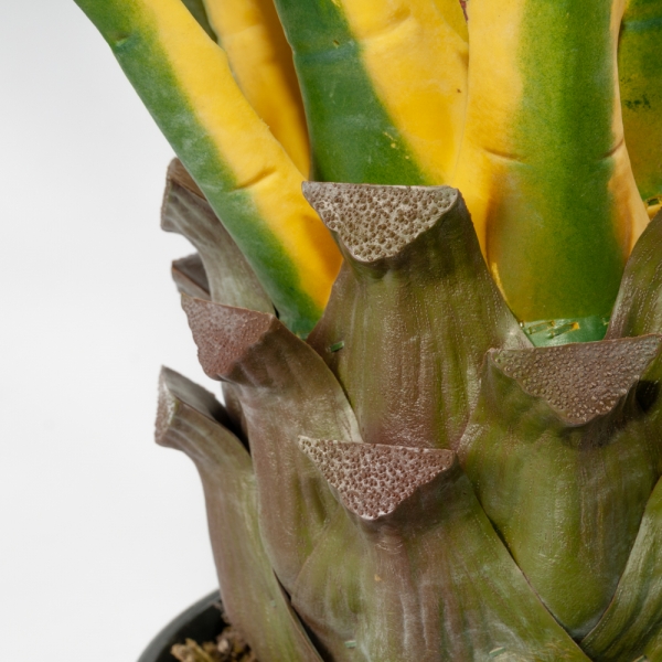 green and yellow agave planter