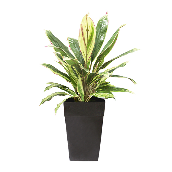 3' Dracaena in a pot