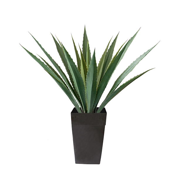 American Agave planter