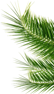 spruce branch