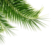spruce branch
